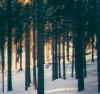 alberi2.jpg (31278 byte)