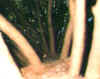 albero.jpg (26506 byte)