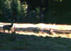 pale5.jpg (25235 byte)
